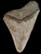 Partial, Serrated Megalodon Tooth - Georgia #43170-1